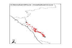 Cleistanthus malabaricus